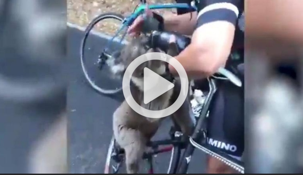 Ciclista salva Koala